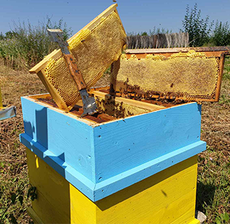 Kошер с пчели